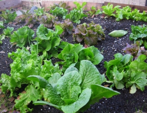 Crop rotation reduces pests and diseases on crops like these lettuces.
