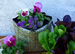 Pansies and sweet alyssum grow in a Hula Planter. Mixed romaine lettuce are nearby.