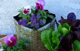 Pansies and sweet alyssum grow in a Hula Planter. Mixed romaine lettuce are nearby.