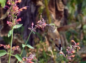 Hummingbird on a large hyssop flower. Free gardening advice to attract wild birds to garden.