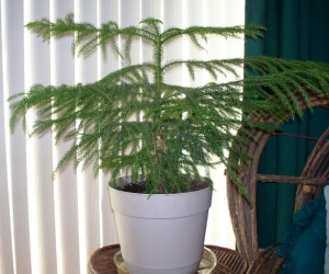 A Norfolk island pine grows indoors.