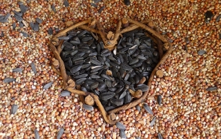 A heart of seeds to attract wild birds to garden.