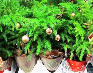Norfolk pines make good Christmas trees.