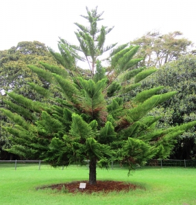 A Norfolk island pine growing outdoors.
