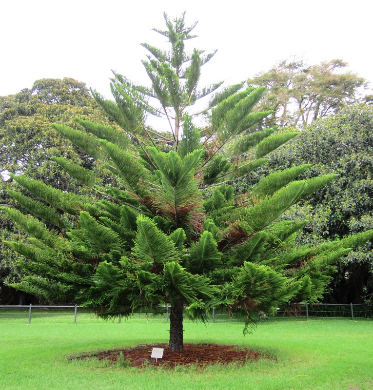 All the Dirt on Gardening: Norfolk Island Pine Tree, Lifestyles