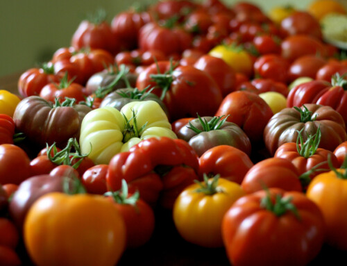 Patio Tomatoes to Grow