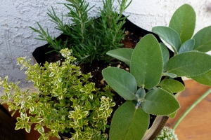 rosemary, sage and thyme growing in herb garden 