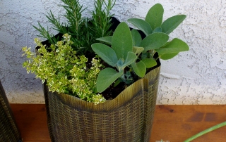 herb garden with rosemary, sage and thyme, growing in hula planter
