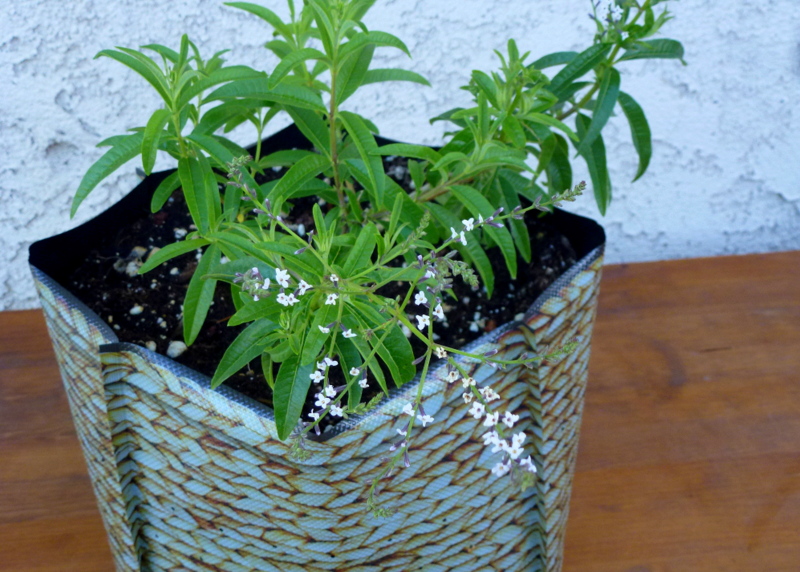 Lemon Verbena For Your Garden Sanctuary Soil