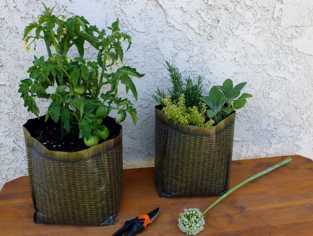 Patio Tomatoes to Grow - Sanctuary Soil