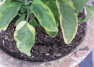 Sage is an easy herb to grow and use in the kitchen.