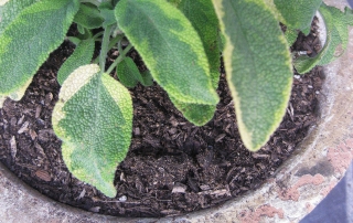 Sage is an easy herb to grow and use in the kitchen.