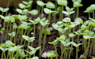 Healthy seedlings growing without damping off disease