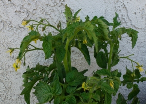Patio tomatoes with blossoms