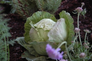 Veggie gardening in mild climates allows you to grow cabbage in winter.