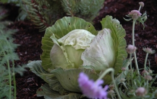 Veggie gardening in mild climates allows you to grow cabbage in winter.