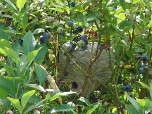 Beware of paper wasp nests when growing blueberries in garden.