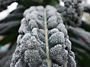 Frost-kissed kale grows in this Seattle garden.