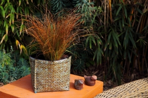 Carex testacea is one of the exotic plants in a Hula Perfect Planter