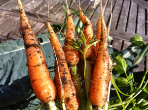 Carrots straight from the garden.