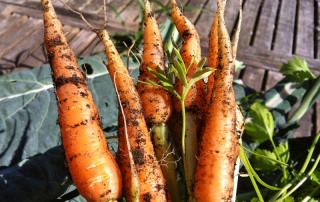 Carrots straight from the garden.