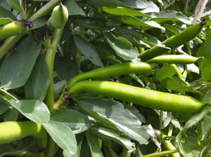 Fava Beans ready to harvest in garden