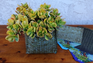 This golden jade tree is one of the exotic plants in these Hula planters.