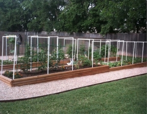 Raised beds for warm weather veggie gardens