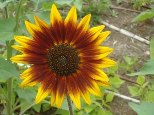 Sunflower grows at LEAF community garden