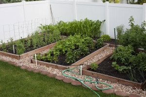 These organic vegetable beds use drip irrigation to save water in gardens.