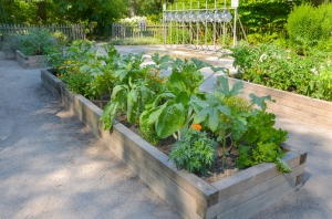 Free gardening advice for raised beds like these shown.