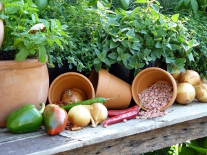 Free gardening advice to get you growing in the garden