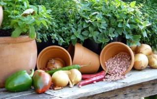Free gardening advice to get you growing in the garden