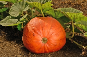 Growing pumpkins gives you a nice decoration at Halloween.
