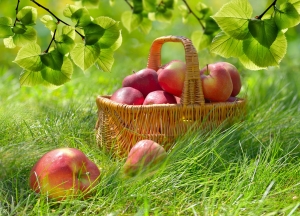 Apples in a basket for the picking.