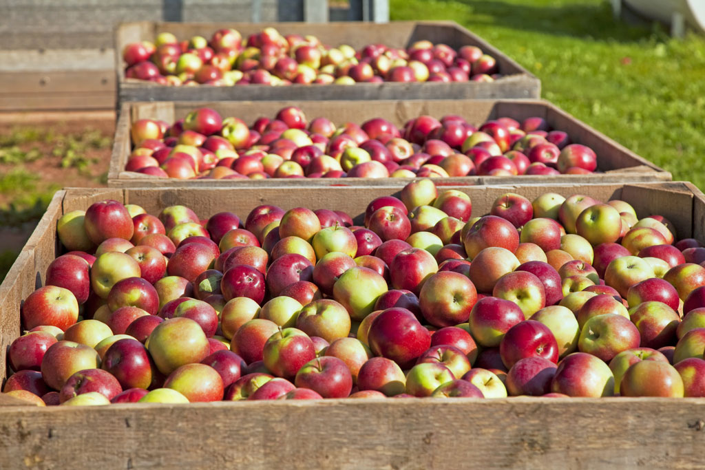 http://sanctuarysoil.com/assets/bigstock-The-fresh-picked-apple-harvest-32001953.jpg