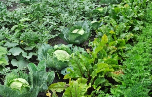 You can grow food in fall and winter, including these greens and cabbages.