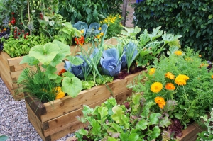 blog-Vegetable-garden