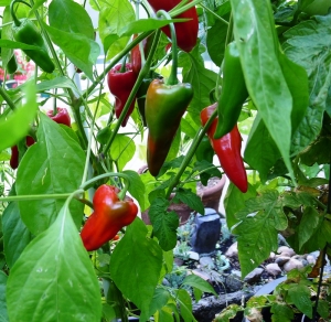 Fresno peppers are one of four top vegetables for container gardening