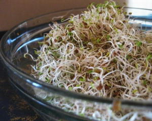 Grow sprouts indoors so you have greens like these in winter