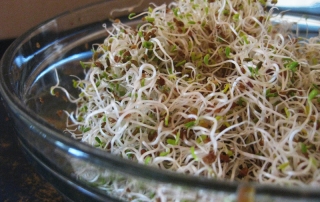 Grow sprouts indoors so you have greens like these in winter