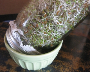 Here is how you grow sprouts indoors in a mason jar