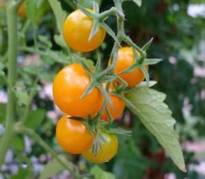 'Sungold' tomatoes are among four top vegetables for container gardening