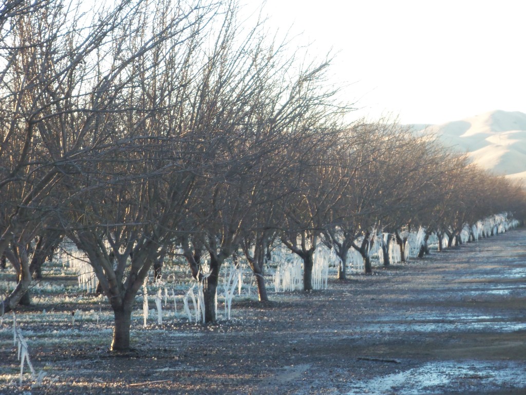 Icicles in the orchard