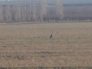 Large Blue Crane/Heron seems a little off track in Vernalis field