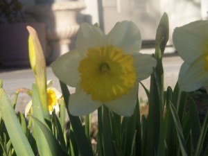 Daffodil photo taken in Turlock, CA