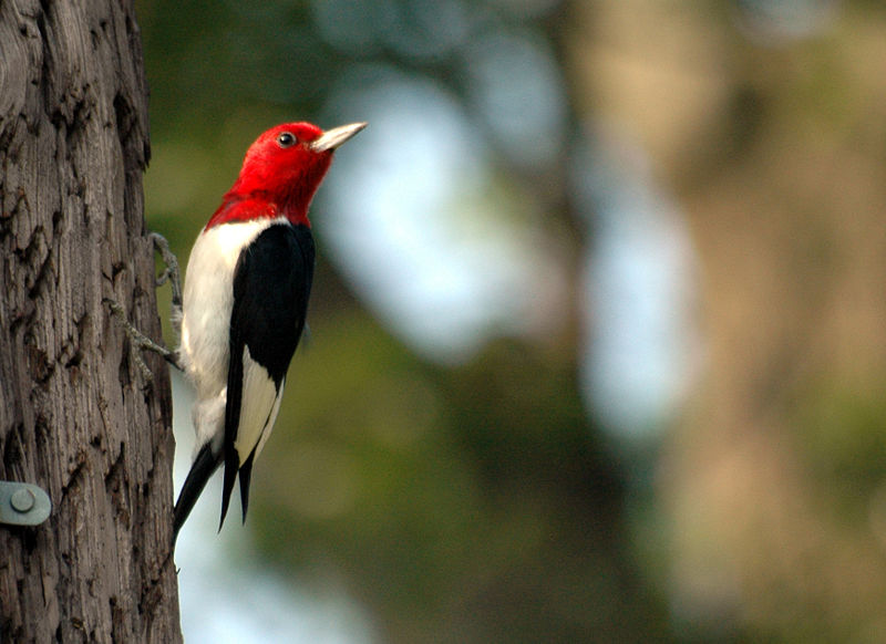 Red Headed Woodpecker -  Melanerpes erythrocephalus