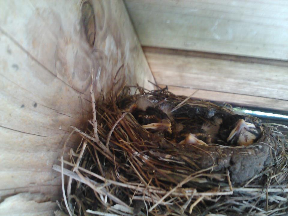 baby robins in nest