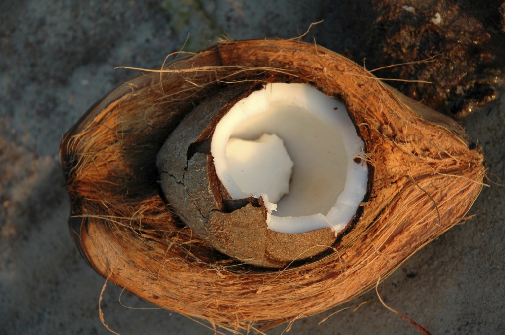 The inside of a coconut husk, showing the fiber used in the production of coconut coir.